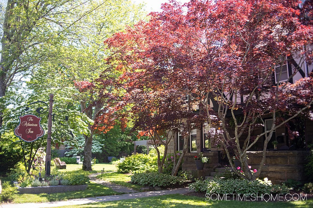 Red maple tree and sign for Atlantean Cottage bed and breakfast in Bar Harbor, Maine with a beautiful garden.