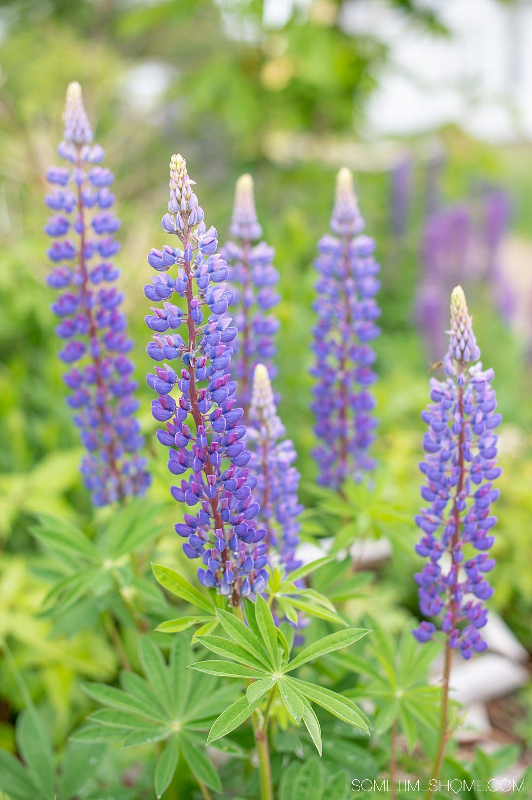 Purple Lupine flowers in Maine, during summer.