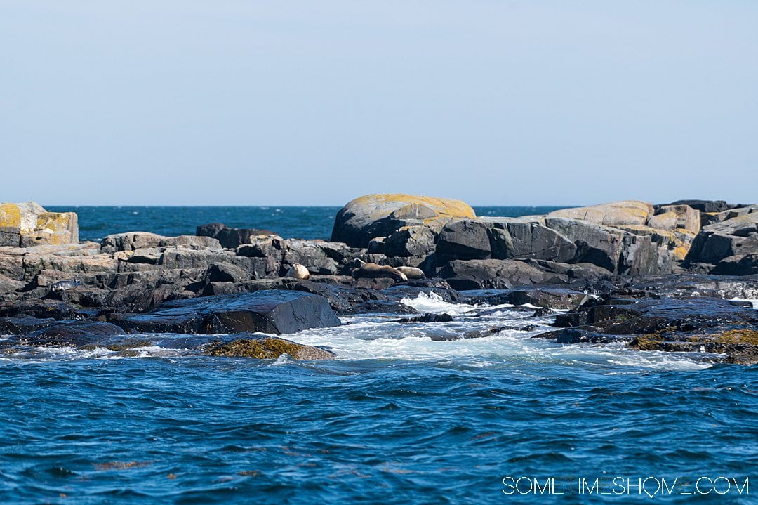 visit maine in july