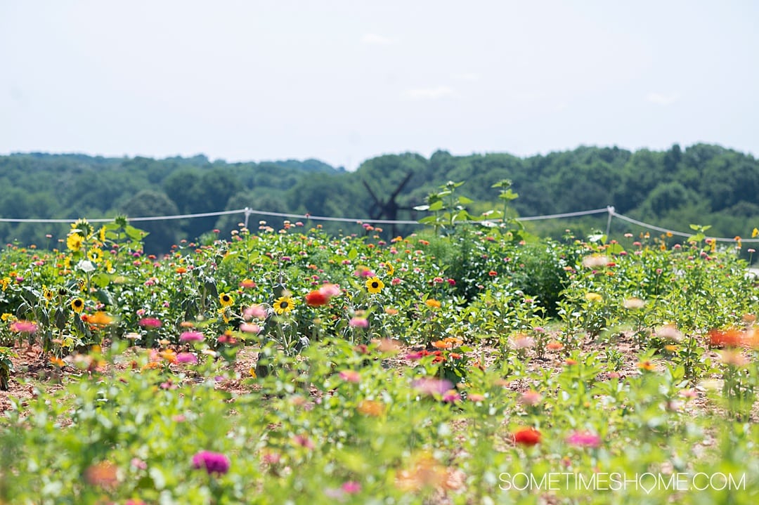 Plant bed of sunflowers, zinnias and cosmos at NCMA park in Raleigh, NC.