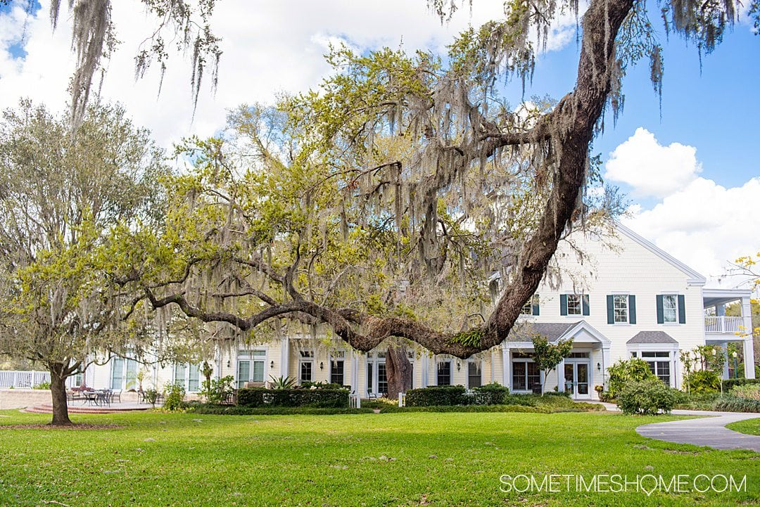 A tree branch in front of large estate house in the background at Leu Gardens in Orlando, FL.