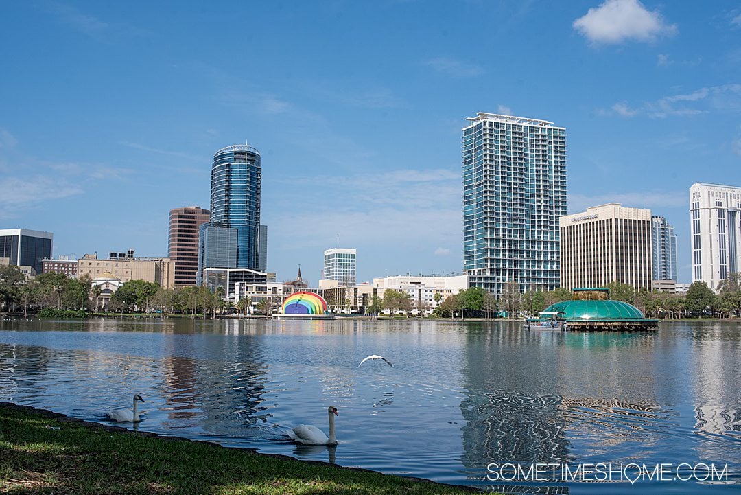 Downtown skyline in Orlando with Lake Eola with swans in the forefront. Visiting is one of the adult things to do in Orlando.