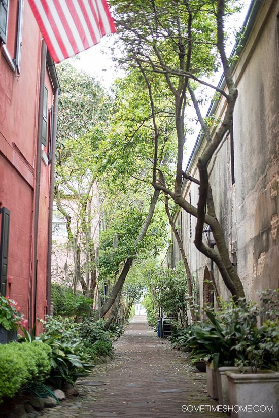 Philadelphia Alley and downtown Charleston, North Carolina, with trees and buildings on either side.