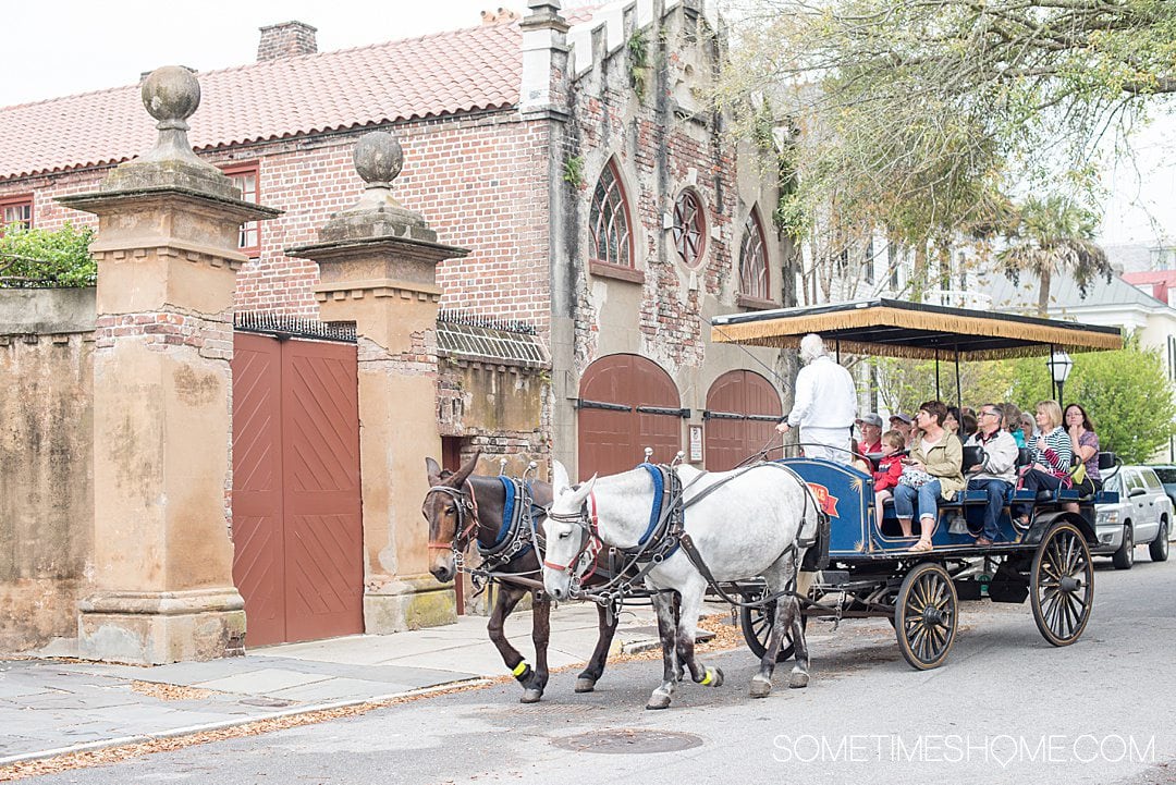 Carriage tour with a white and brown horse leading the carriage in historic Downtown Charleston.