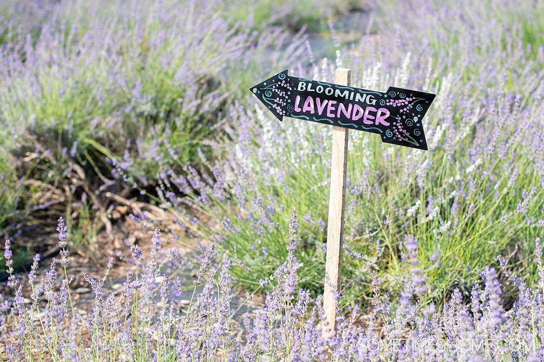 A Lavender Home - LITTLE LAVENDER FARM