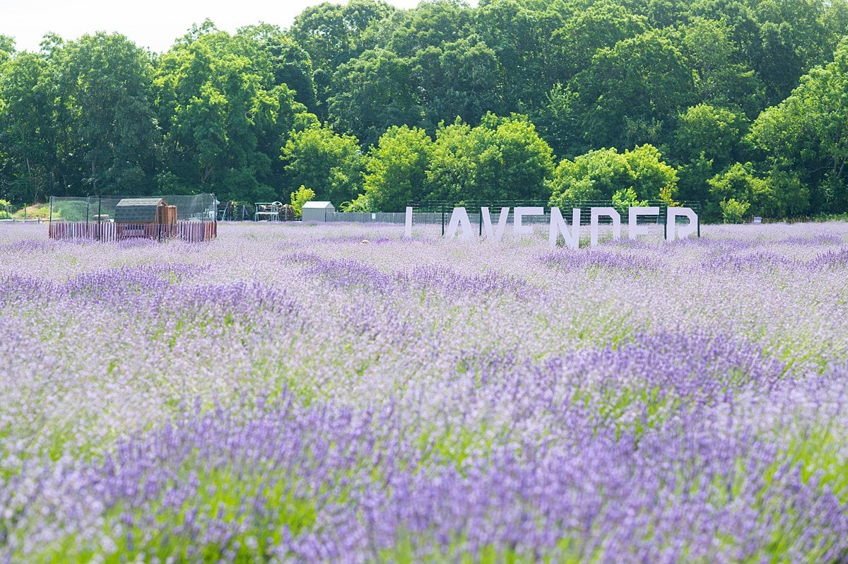 Must-See Long Island Lavender Field: Lavender by the Bay