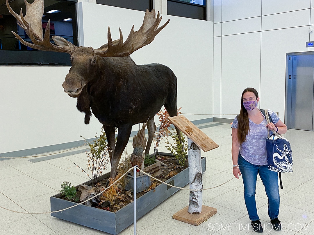 Woman standing next to a moose in the Portland, Maine airport. 