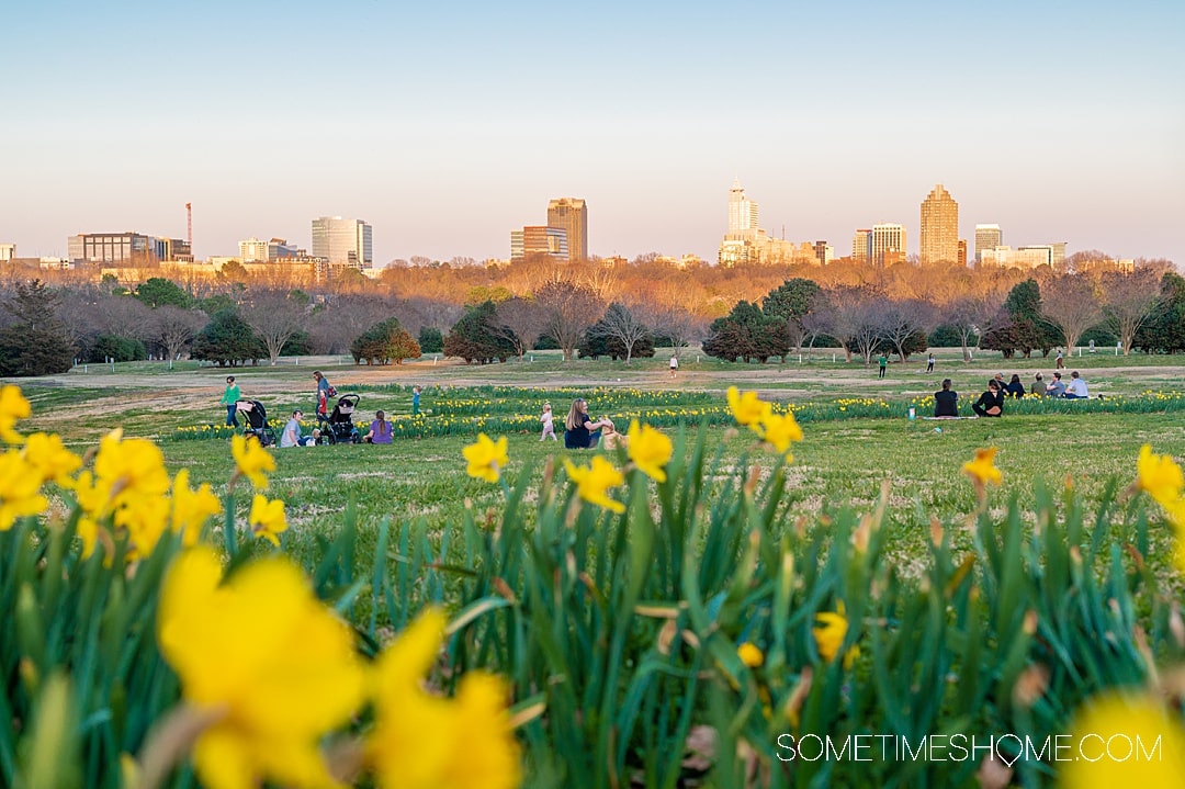 Field of daffodil flowers with the Raleigh skyline in the background during sunset with a pink and blue sky. 