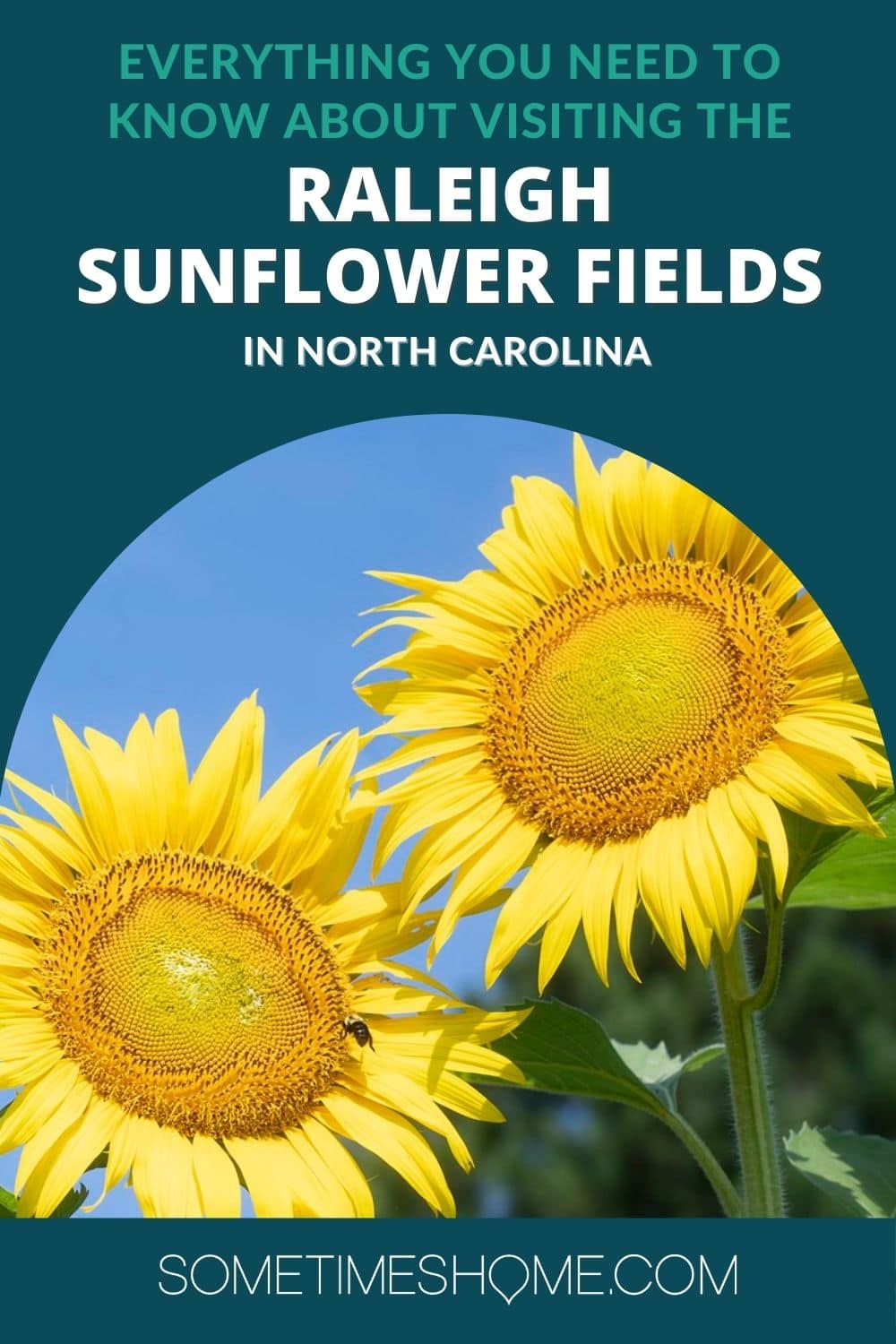 Everything you Need to know about the Raleigh Sunflower Fields with a picture of two yellow sunflowers.