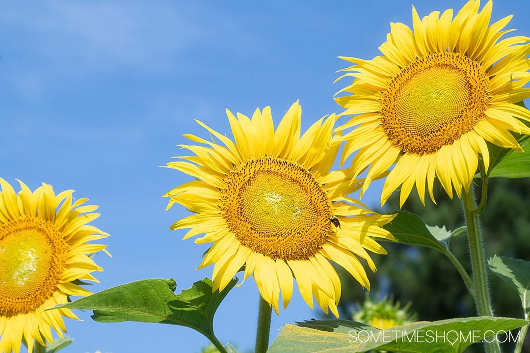 Three bright yellow sunflowers against a blue sky. 