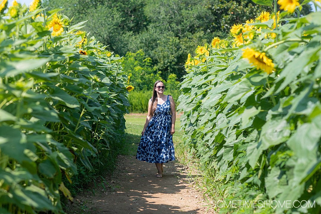 Sunflower field at Dorothea Dix park in Raleigh, NC with a girl in a blue dress in the middle of a walkway.