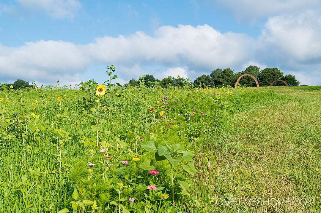 Flower field of sunflowers, zinnias and cosmos at NCMA in Raleigh, NC with blue skies and grass surrounding it.