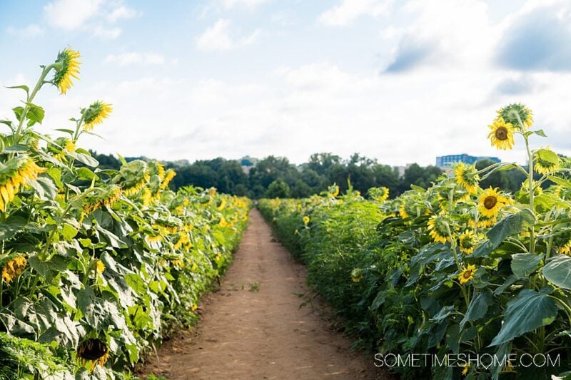 Raleigh Sunflowers in North Carolina The Only Guide You Need