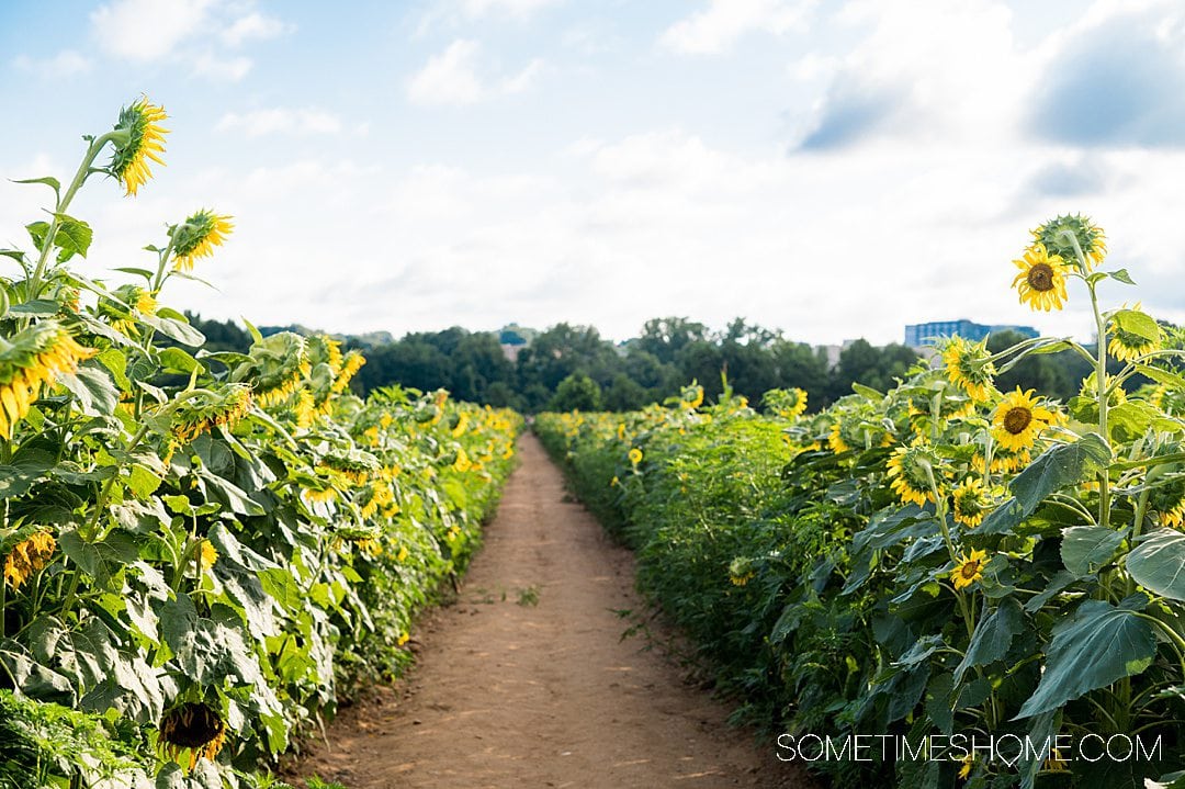 Dirt path between rows of sunflowers at Dorothea Dix Park in Raleigh, NC.