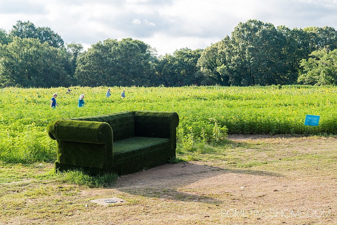 Oversized grass couch with a sunflower field behind it in Raleigh, NC.