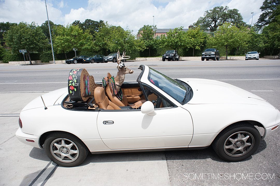 White convertible with a deer head in the driver's seat and painted guitar case in the back seat for things to do in Austin.