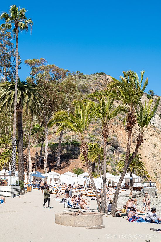 Beach on Catalina Island with palms trees and mountains in the distance on a blue-sky day.