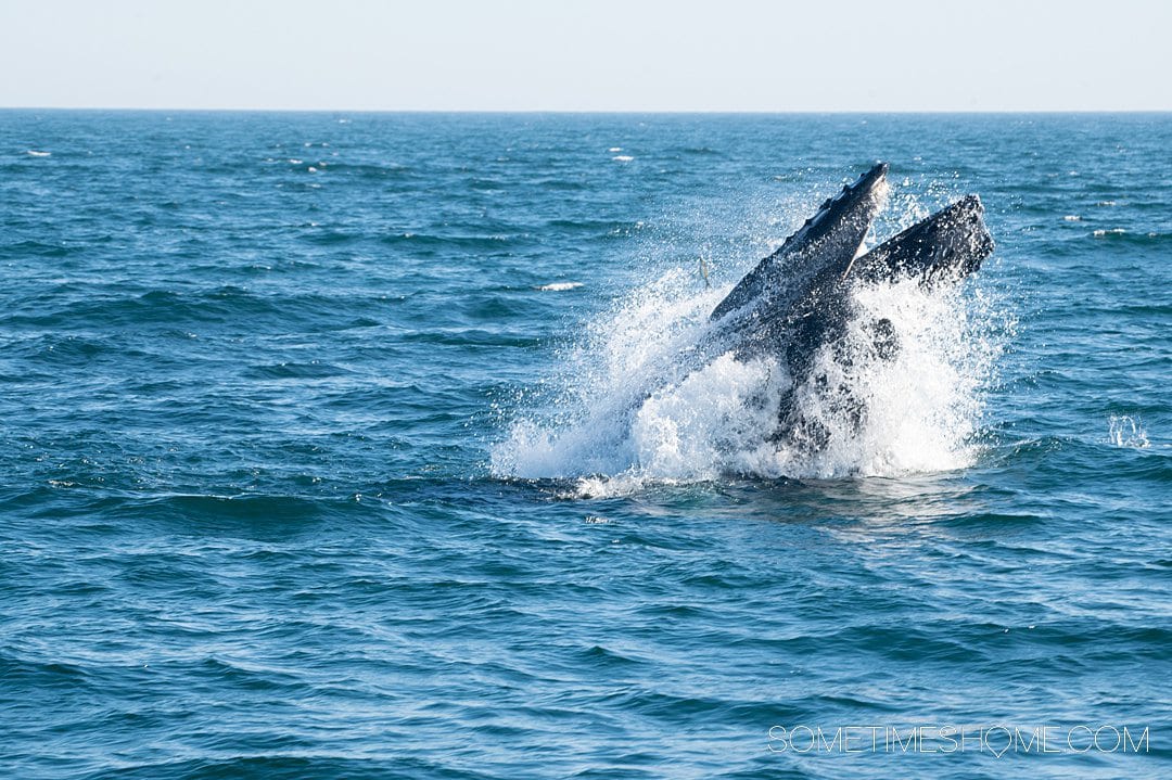 Whale breaching out of the water on a tour in Bar Harbor, Maine.