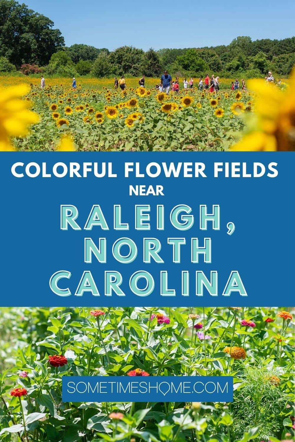 Colorful flower fields near Raleigh, NC with images of sunflower fields and zinnia fields.