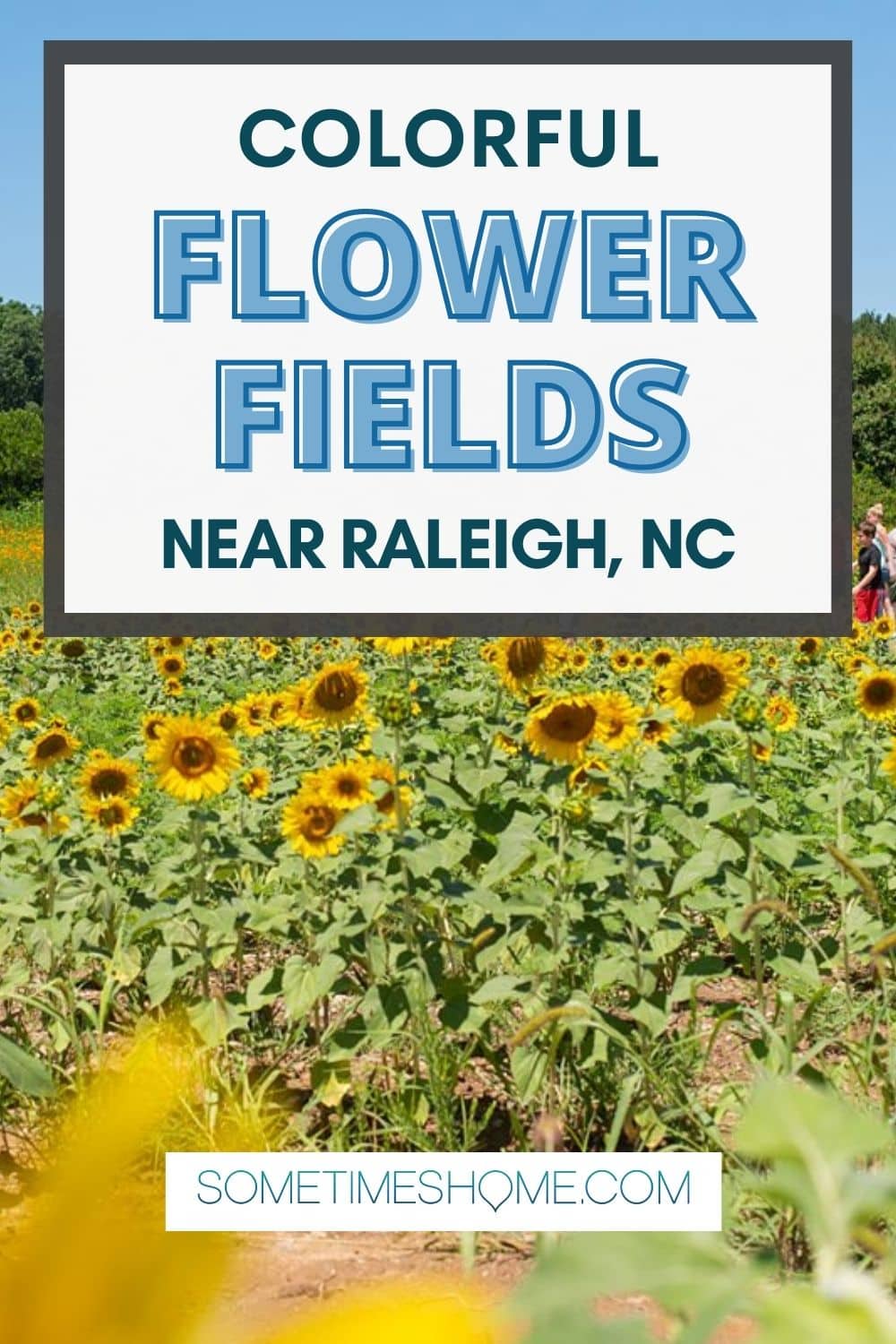 Colorful flower fields near Raleigh, NC with an image of a sunflower field behind it.