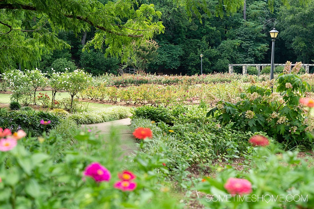 Roses and zinnias at Raleigh Rose Garden in North Carolina for a post about flower fields near Raleigh.