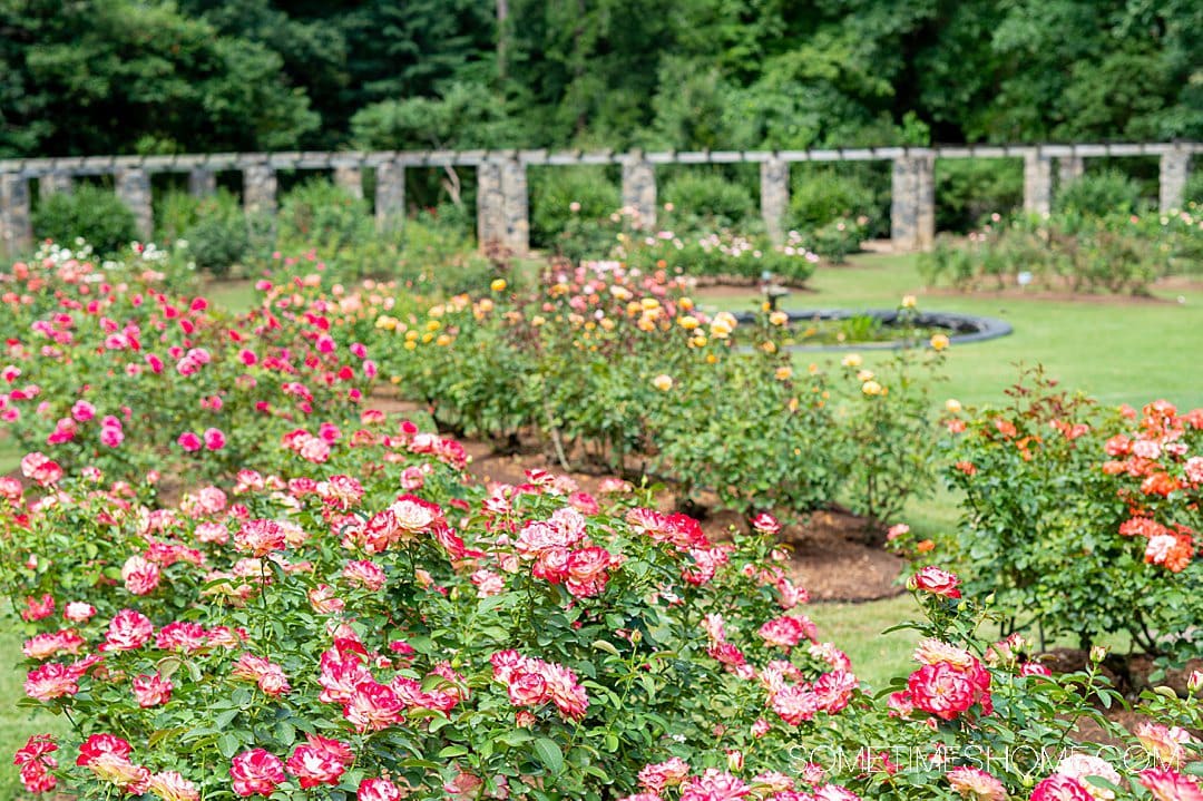 Roses at Raleigh Rose Garden in North Carolina.