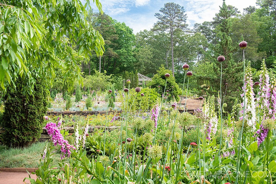 Sarah P. Duke Gardens picture with colorful flowers, by Mikkel Paige Photography.