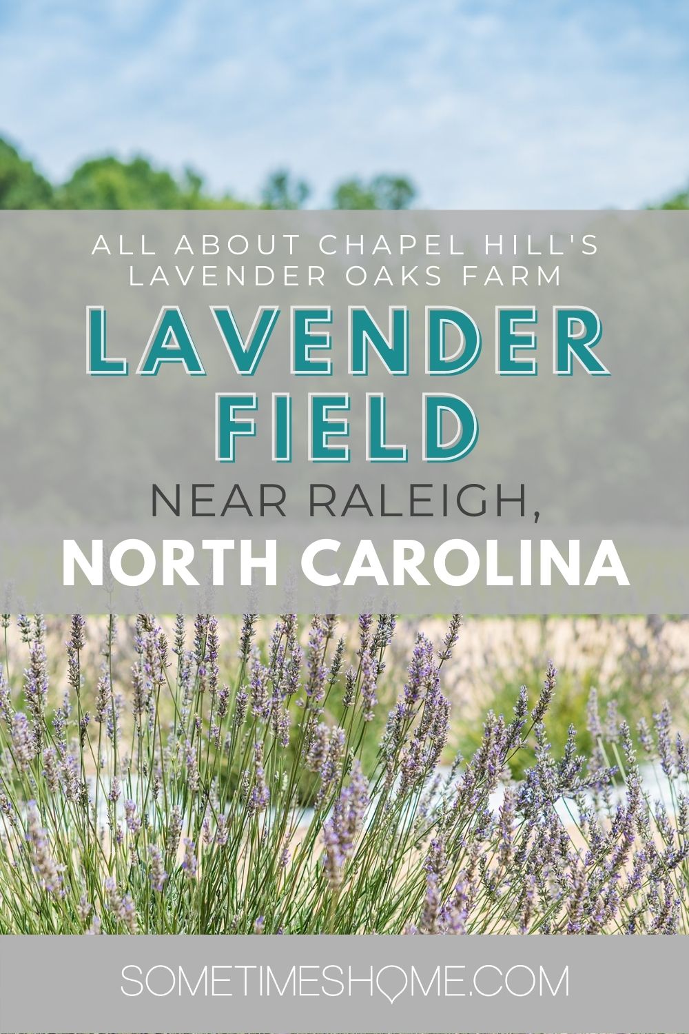 Pinterest graphic all about Lavender Oaks Farm Lavender Field near Raleigh, NC with bright and sunny photos of lavender behind it.