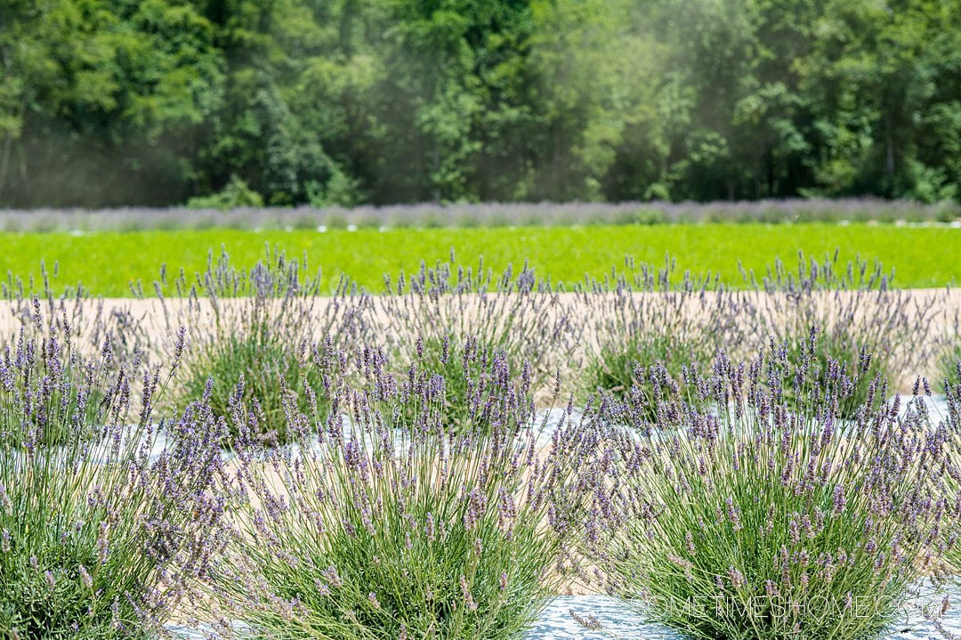 Lavender field with purple flowers and green stems and grass at Lavender Oaks flower field in Chapel Hill, near Raleigh, NC.