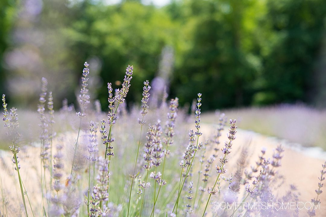 Lavender field with purple flowers and green stems and grass at Lavender Oaks flower field in Chapel Hill, near Raleigh, NC.