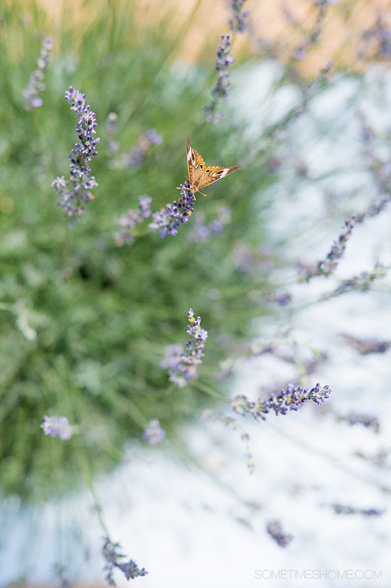 Orange and brown butterfly on lavender flowers.