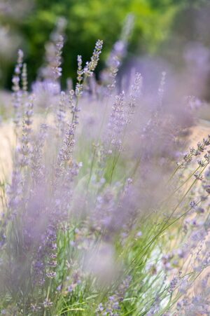 Lavender Field near Raleigh: Lavender Oaks Info for a Perfect Visit