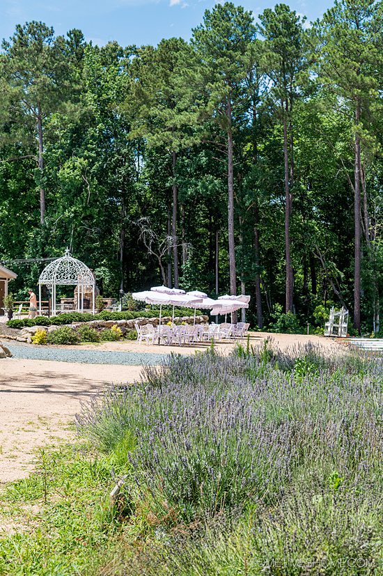 Outdoor seating and umbrellas in the distance next to a gazebo, with lavender in the foreground at Lavender Oaks flower field in Chapel Hill, near Raleigh, NC.