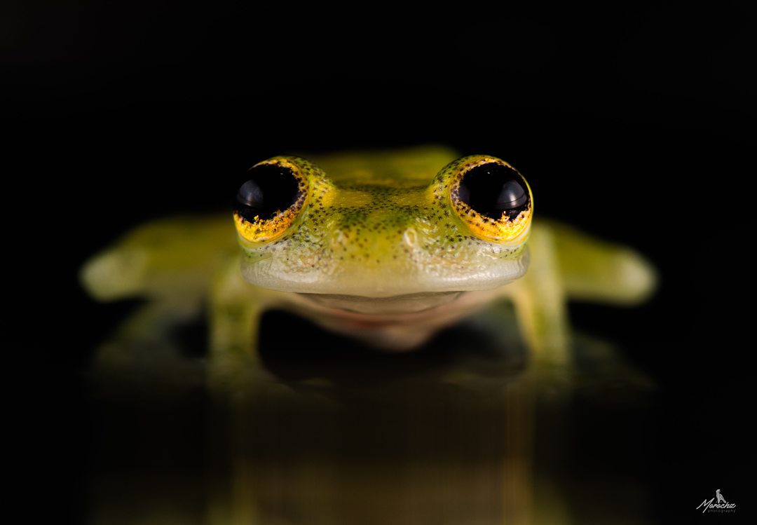 Eyes of a glass frog looking at the camera with its yellow-green legs and arms fading in the photo. 