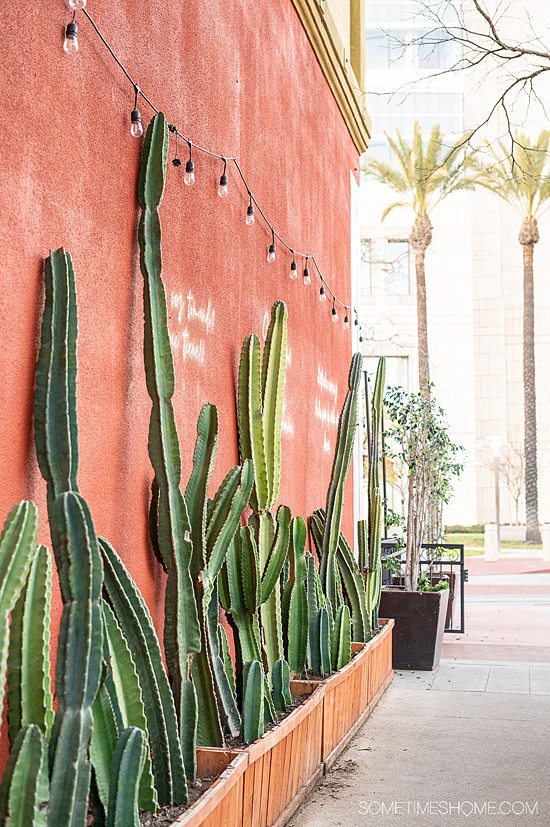 Tall green cacti lining a terra cotta color wall in downtown Santa Ana, CA.
