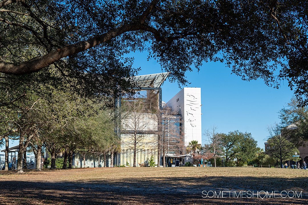 View of the South Carolina Aquarium with blue skies in the distance and an oak tree canopy in the foreground.