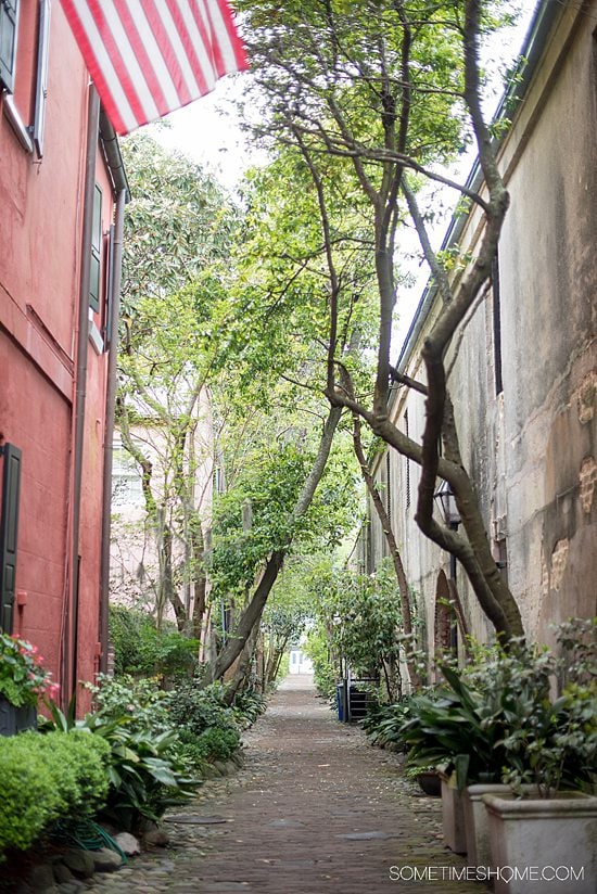 Alley in Charleston, South Carolina, with tall trees lining a walkway between buildings.