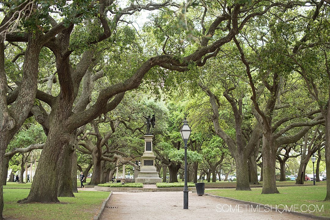 Lush green walkway lined with southern Oak Trees, at White Point Park, one of the best things to do in Charleston, South Carolina.