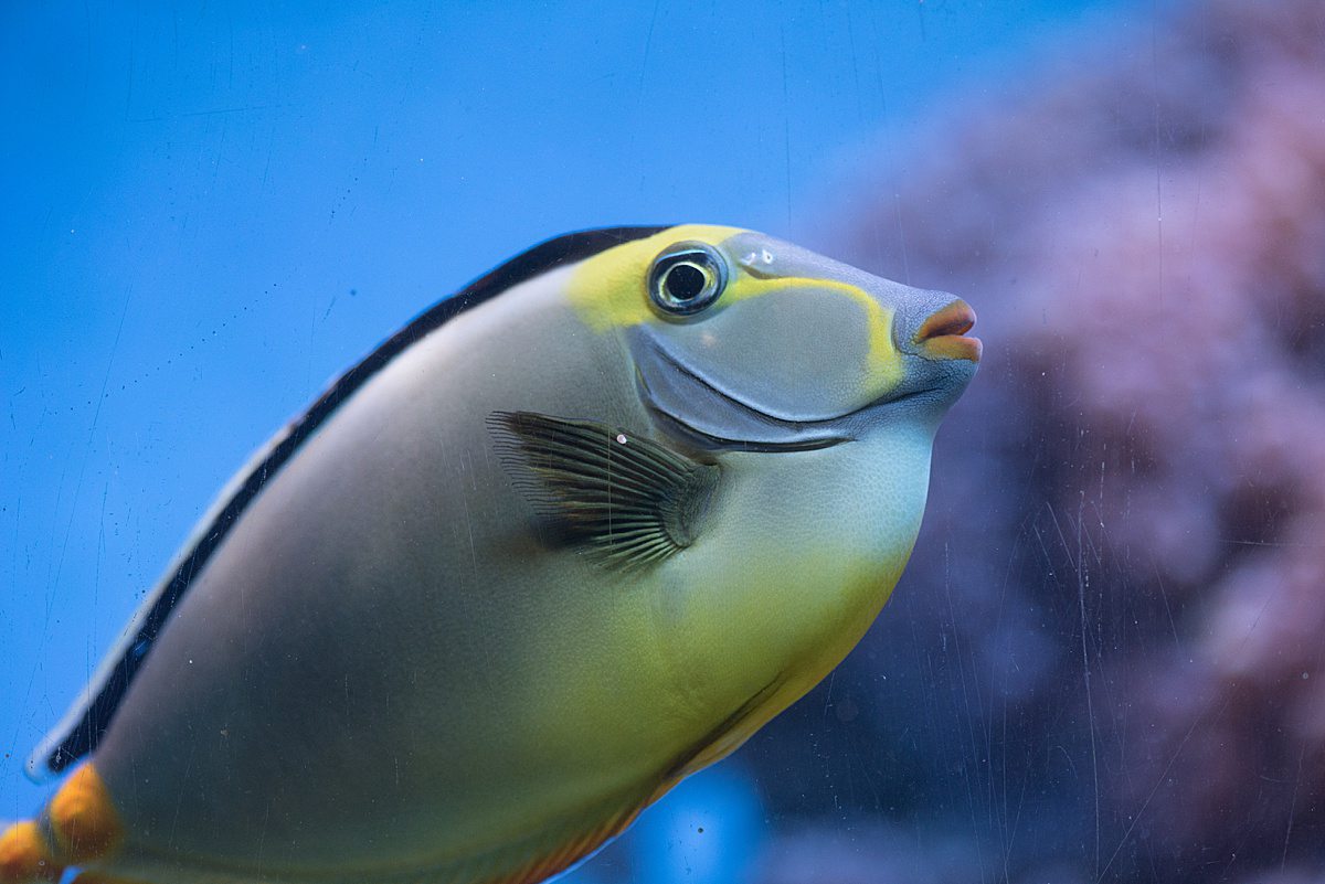Close up of a tropical fish with white, black, grey and yellow coloring in a fish tank.