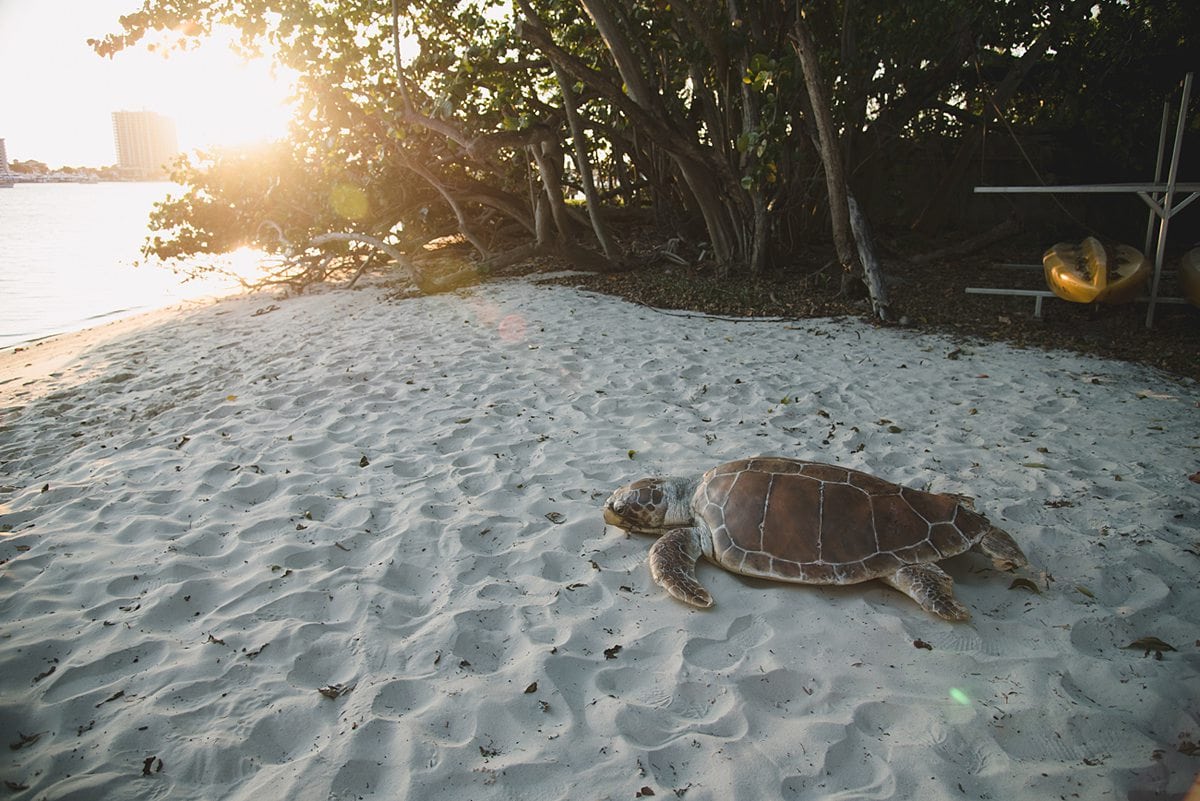 Turtle nesting in the sand in front of mangroves in Palm Beach, Florida. 