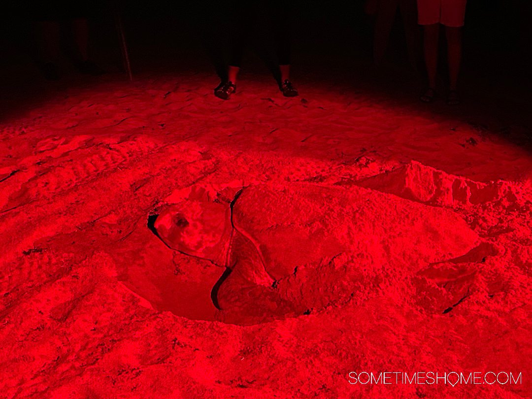 Red light illuminating a sea turtle nesting in the sand.