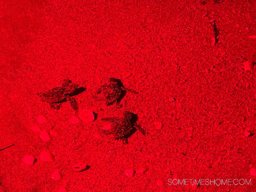 Red light illuminating three turtle hatchlings in the sand.