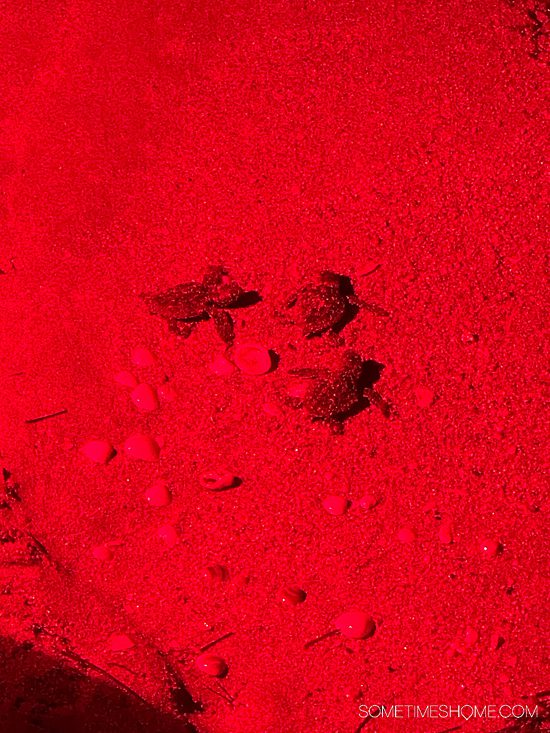 Red light illuminating three turtle hatchlings in the sand.