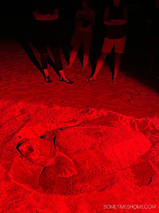 Red light illuminating a sea turtle nesting in the sand.
