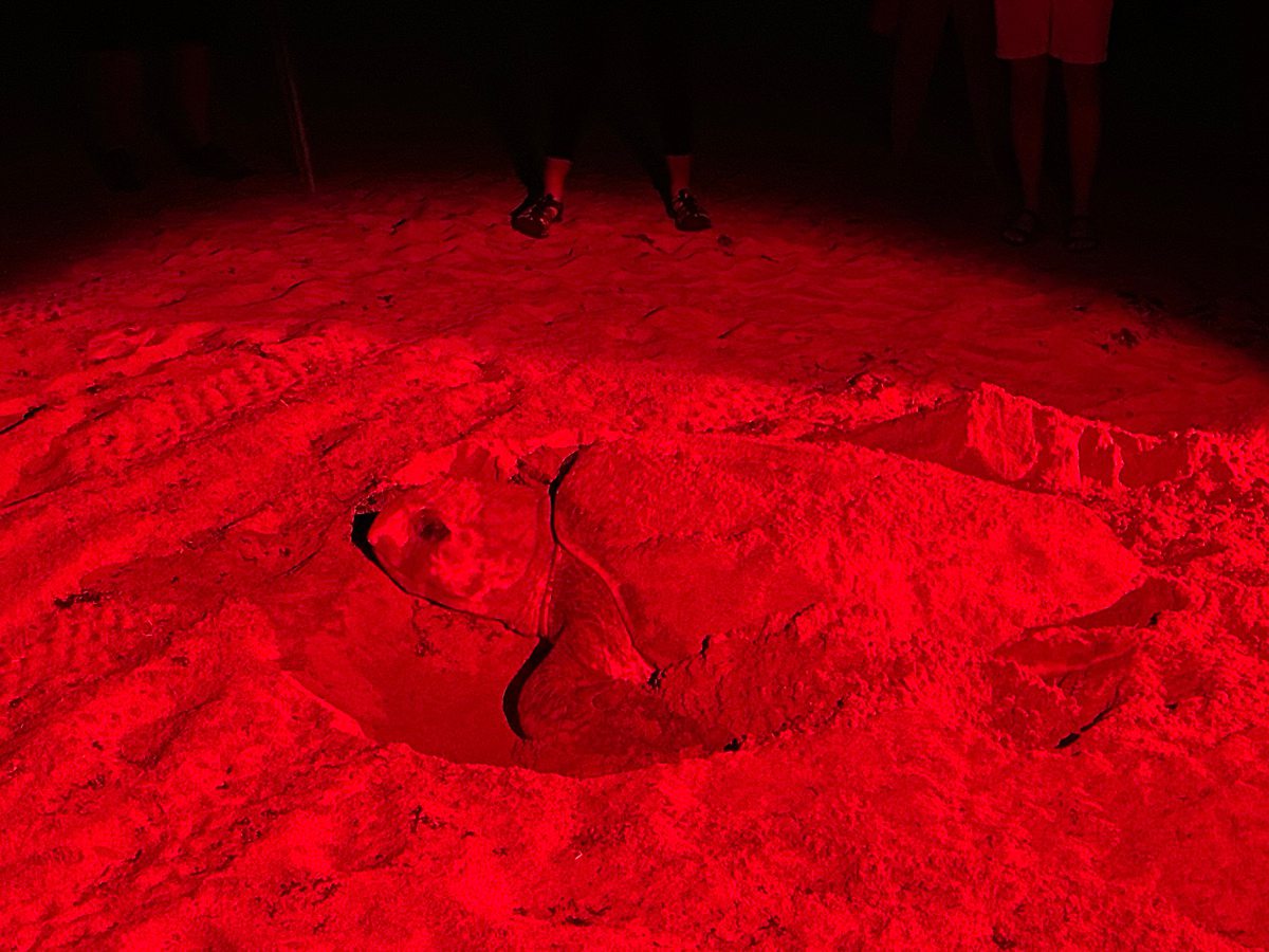 Red light illuminating a sea turtle nesting in the sand.