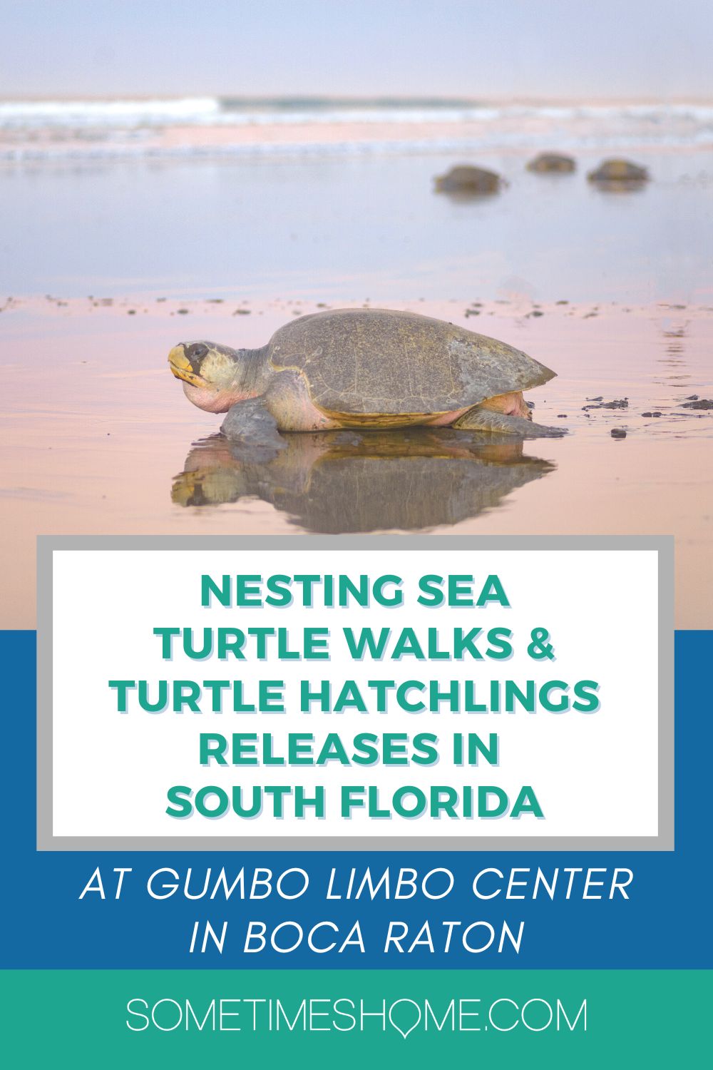 Picture of a sea turtle coming ashore on the wet sand with the ocean in the background with sunset colors.