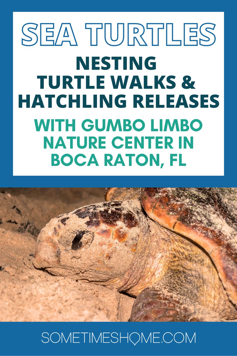 Nesting Sea Turtle Walk with Gumbo Limbo Nature Center in Boca Raton, FL with a close-up picture of a Loggerhead turtle with sand on it.