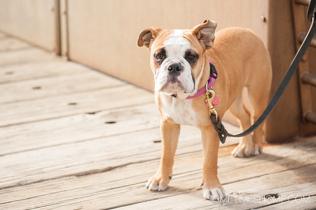 Puppy bulldog on a deck with an ear flopping in the breeze!