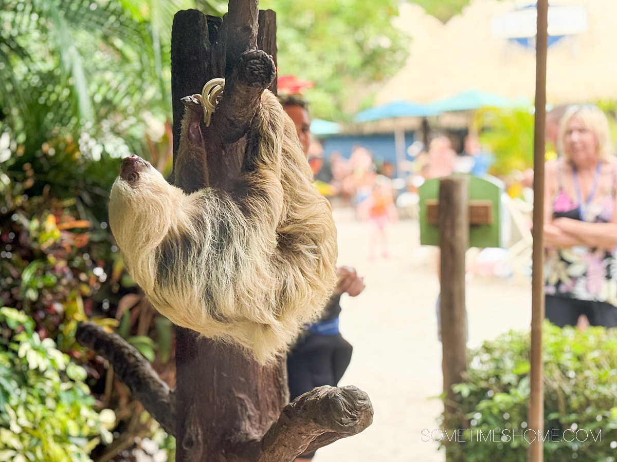 Sloth on a branch at an Animal Encounter at Orlando's Discovery Cove thene park.