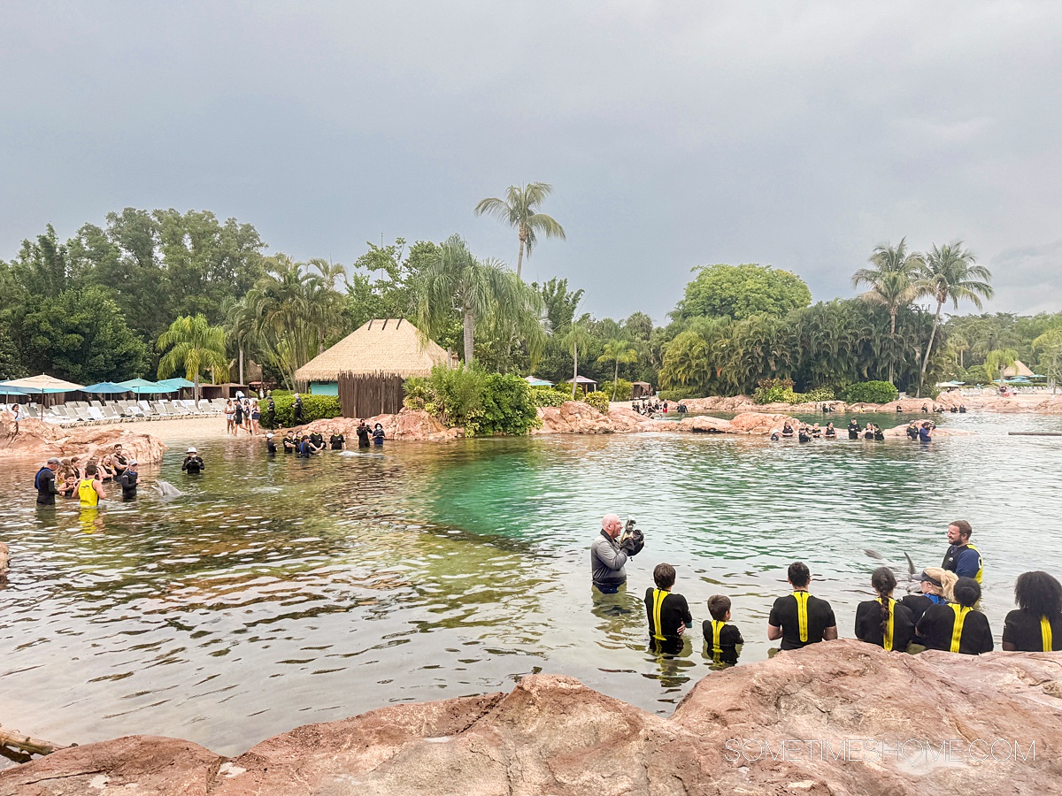 Guests in the Dolphin Lagoon in a tropical oasis.